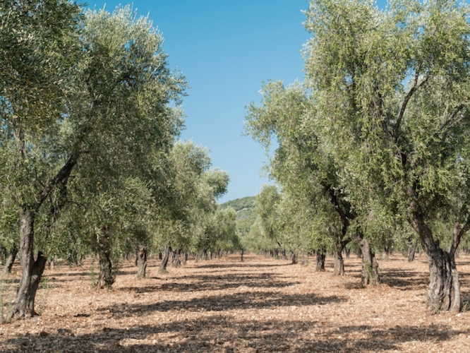 olivo-oliveto-by-enrico-rovelli-fotolia-750