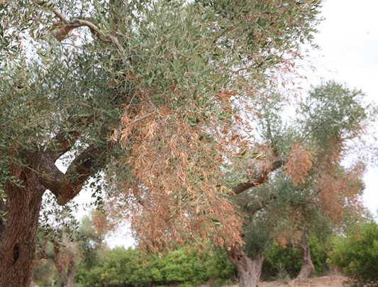 xylella-2-big1