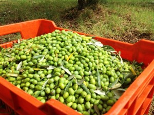 olivi-canale1-300x224