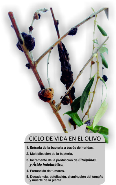 Ciclo-vida-Tuberculosis-Olivo
