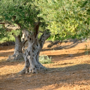 olivo-olive-olivicoltura-oleg-znamenskiy-fotolia-750x750