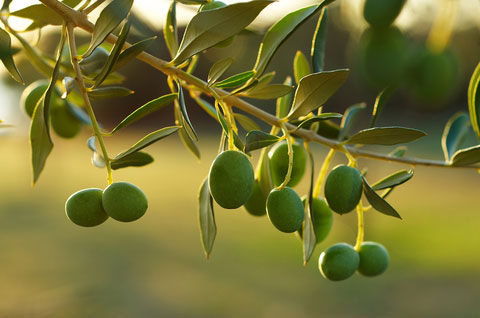 OliveBranch
