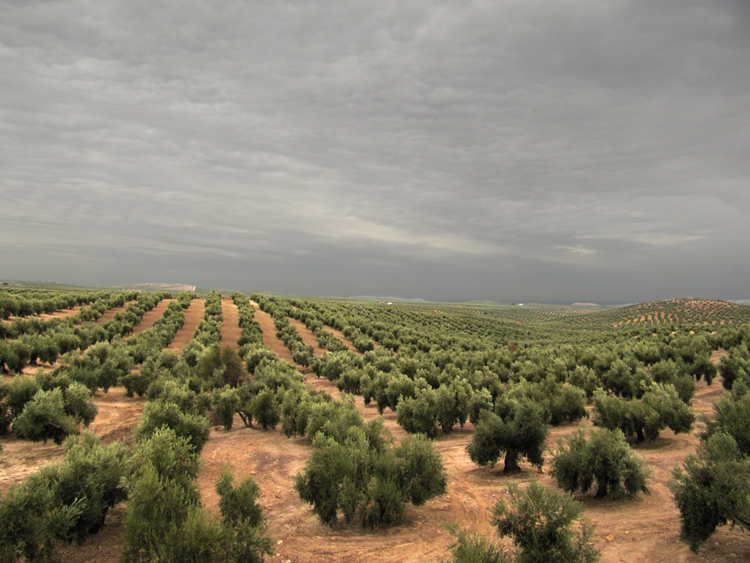 Olivos-nublado_peq