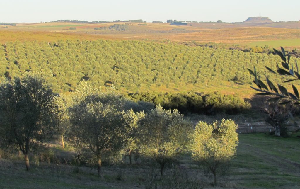 Olival-Olivopampa-no-dia-08.06.2016IMG_2083-1024x645-1