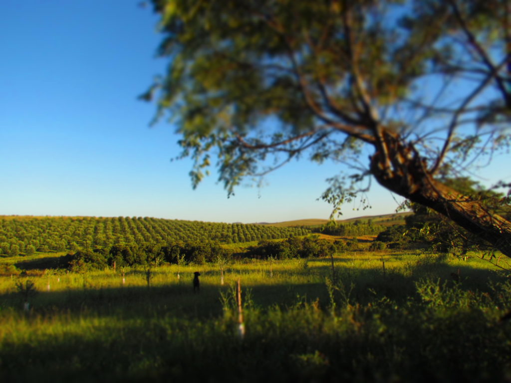 Olival Arbequina em março 2014