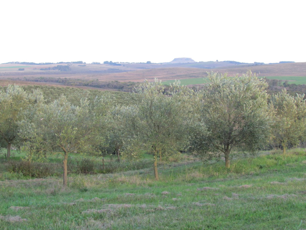 Olival Olivopampa no dia 03.07.2016