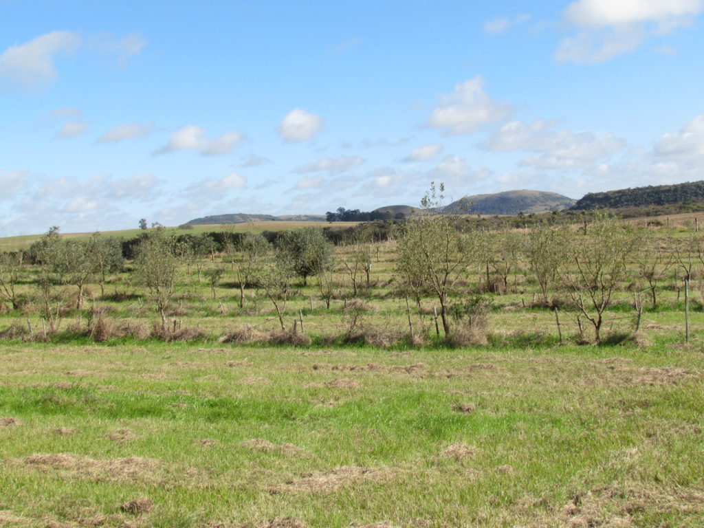 Replantio recente de falhas da Var. Arbequina com plantas > 7 anos.