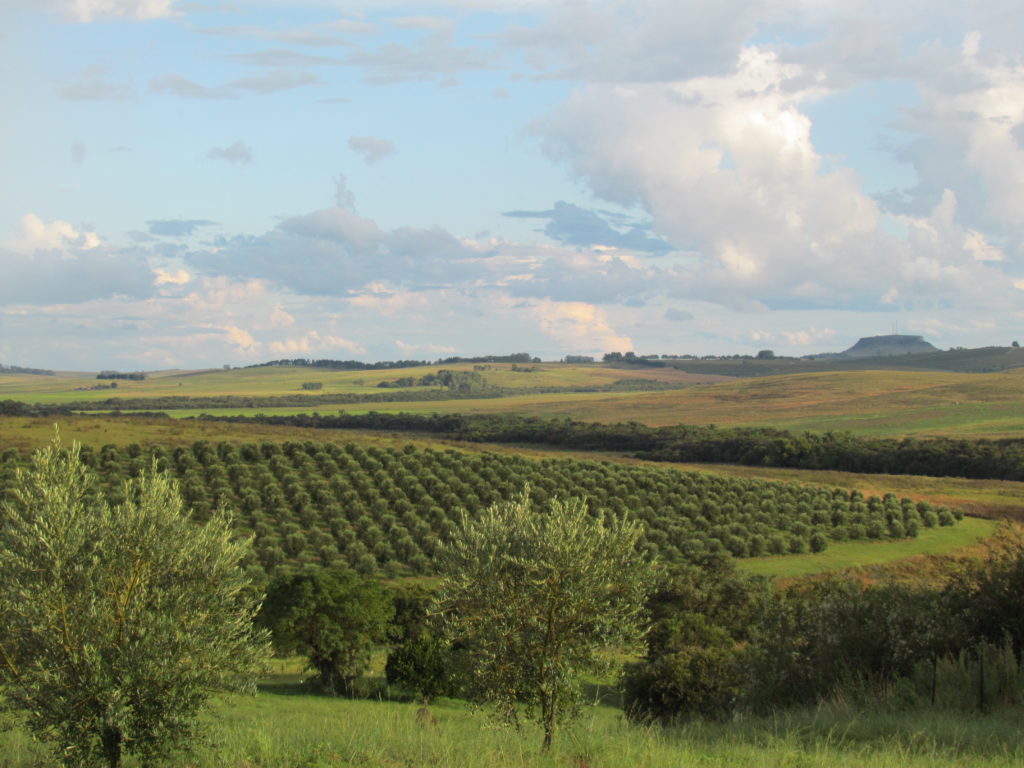 Olival OlivoPampa em Sant'Ana do Livramento, RS. Brasil