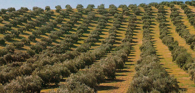 olivarcoi
